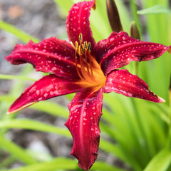 Daylily