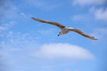 Mewy w locie. © boguslavus