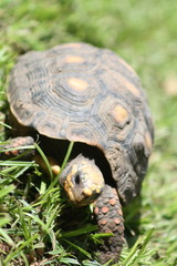 Tortoise crawling on the ground