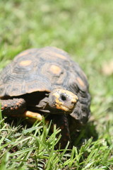 Tortoise crawling on the ground