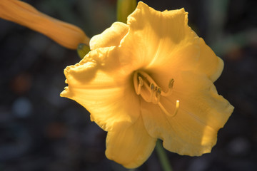 Daylily