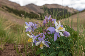 Columbine flower with mountain in background