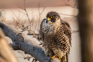 Peregrine Falcon 