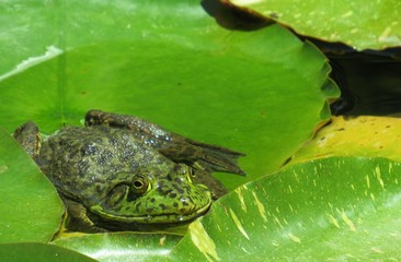 Bullfrog in pond