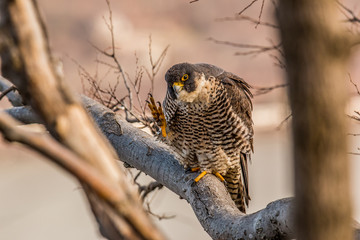 Peregrine Falcon 