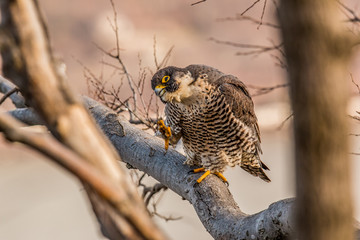 Peregrine Falcon 