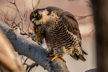 Peregrine Falcon 