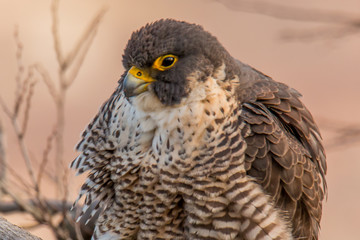 Peregrine Falcon 
