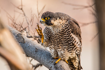 Peregrine Falcon 