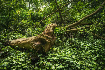 Beautiful Forest in France flowing near the town Villeneuve Loubet