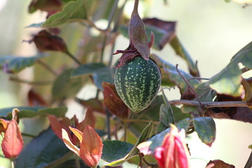 fruit on tree
