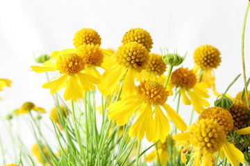 isolated yellow wild flower or Sneezeweed,Helenium amarum, Bitterweed, Bitter Sneezeweed, Yellowdicks,flower white background