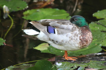 Resting duck