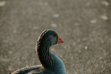 Duck