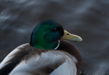 Mallard Duck