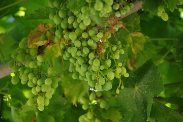 Parras mixtas 13 - Huerta de Antonio