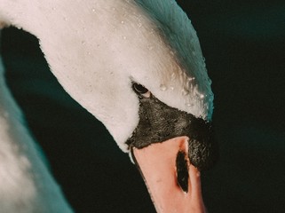 Mute Swan