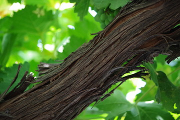 Parras mixtas 11 - Huerta de Antonio