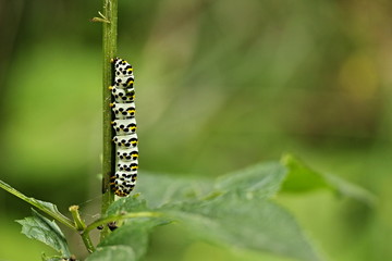  mullein moth, (Cucullia verbasci)