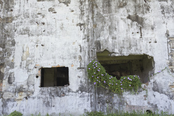 Old concrete wall with plants Material
