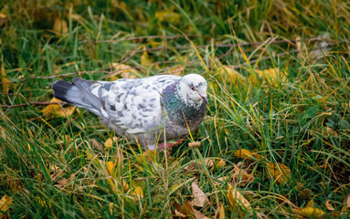 A white pigeon on the grass in a city park surrounded by yellow autumn leaves_