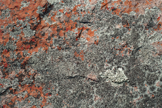 Colorful Lichen On A Rock