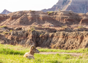 Bighorn sheep laying down in the grass in Badlands National Park with the hills and buttes in the...
