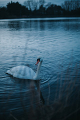 Swan
