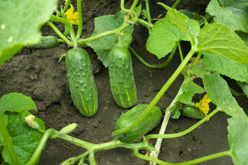 fruits of green cucumbers growing on a garden bed
