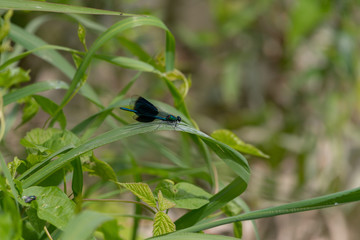 libellule bleu a ailes noir sur un brin d'herbe  