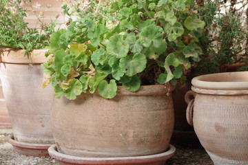 Macetas barro  1 - Ramas y Plantas - Huerta Antonio