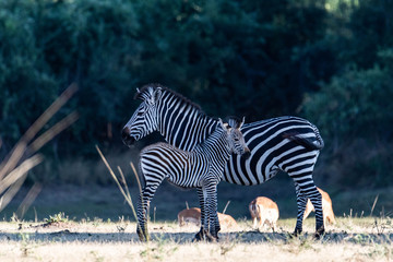 grey's zebra and calf