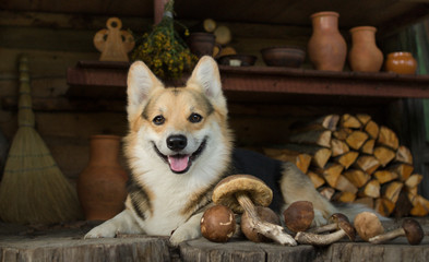 Home life. Rural scene. The dog lay down to rest after a walk for mushrooms.