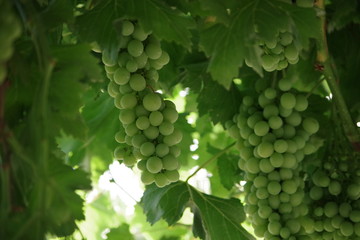 Racimo de uvas verdes 4 - Parras mixtas - Huerta de Antonio