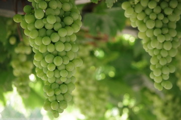 Racimo de uvas verdes 3 - Parras mixtas - Huerta de Antonio