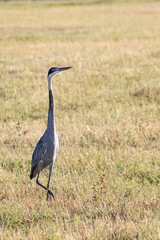 grey heron in the marsh