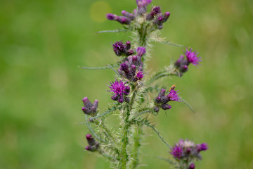 Thistle