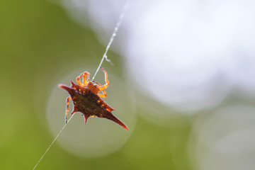 long-winged kite spider - Gasteracantha versicolor, beautiful colored spider from Madagascar...