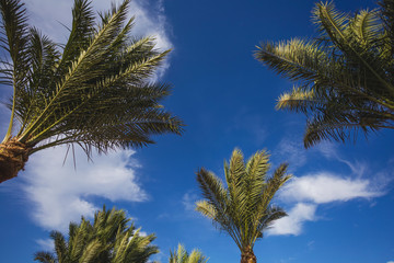 Beautiful green palm trees isolated at bright blue sky with fluffy white clouds. Horizontal color photography.