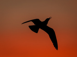 Black-headed gull catching a late evening snack
