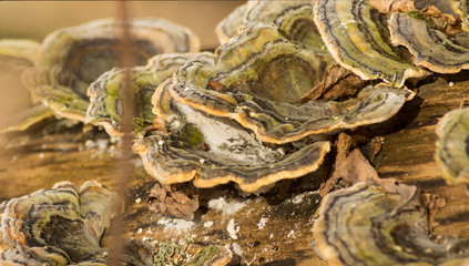 Mushrooms on a log after a long winter