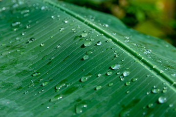 Nature green banana leaf with droplet texture background during raining season in garden park , natural green background