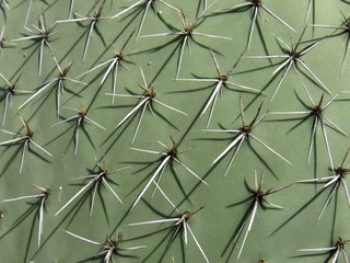 Pokey cactus