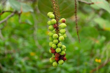 Seagrape (Coccoloba uvifera) fruit closeup, green - Topeekeegee Yugnee (TY) Park, Hollywood, Florida, USA