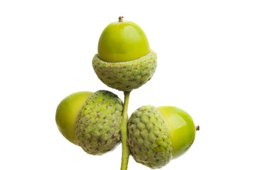 green acorns isolated