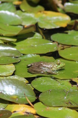 Frog sunning on  lily pad