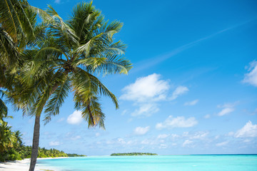 Palm trees against blue sky, Palm trees at tropical coast, coconut tree. Summer time photo. Holidays at Maldives