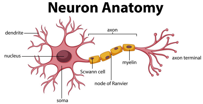 Diagram of Neuron Anatomy