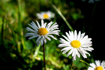 Bunch of daisies in grass