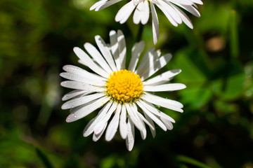 Obraz premium Water drops on a daisy